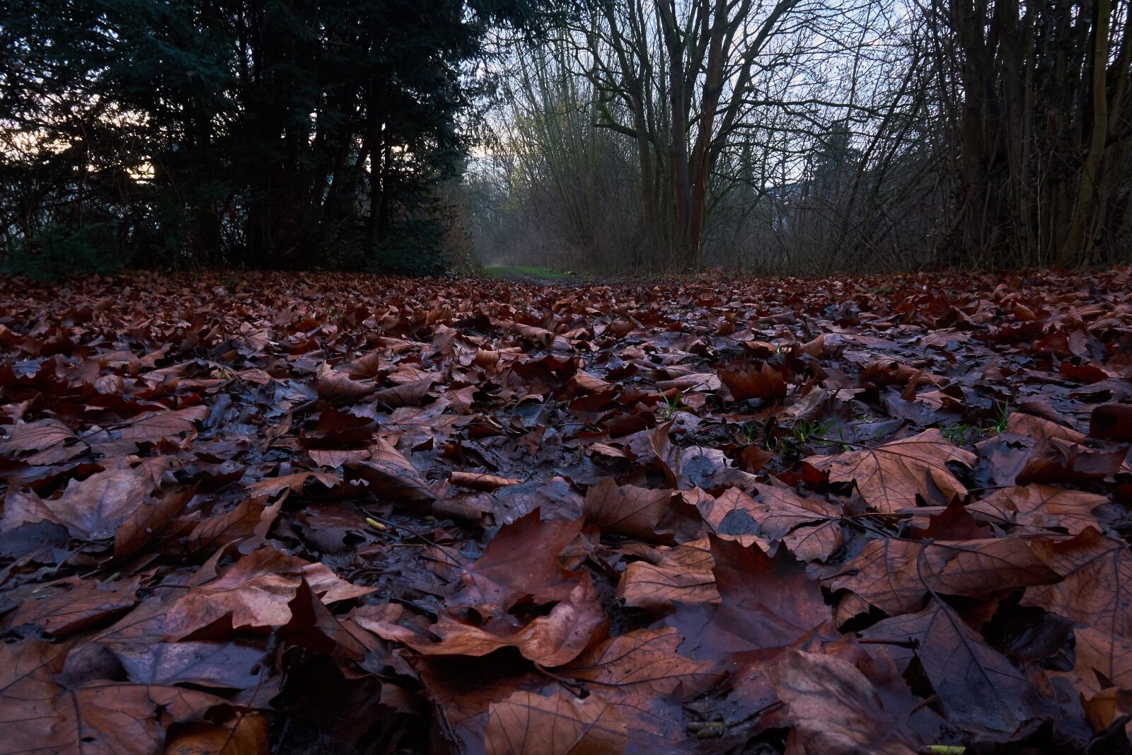 Sony a6000 sample photo. Tree, nature, wood photography