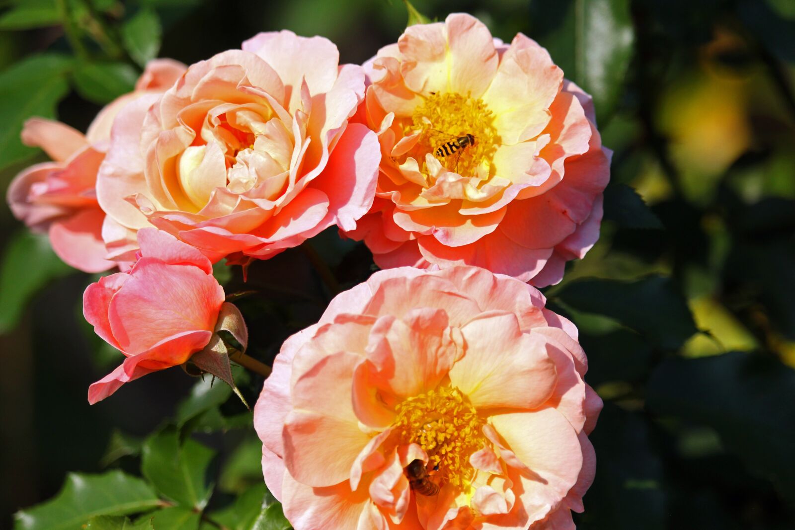 Canon EOS 700D (EOS Rebel T5i / EOS Kiss X7i) sample photo. Garden rose, rose, garden photography