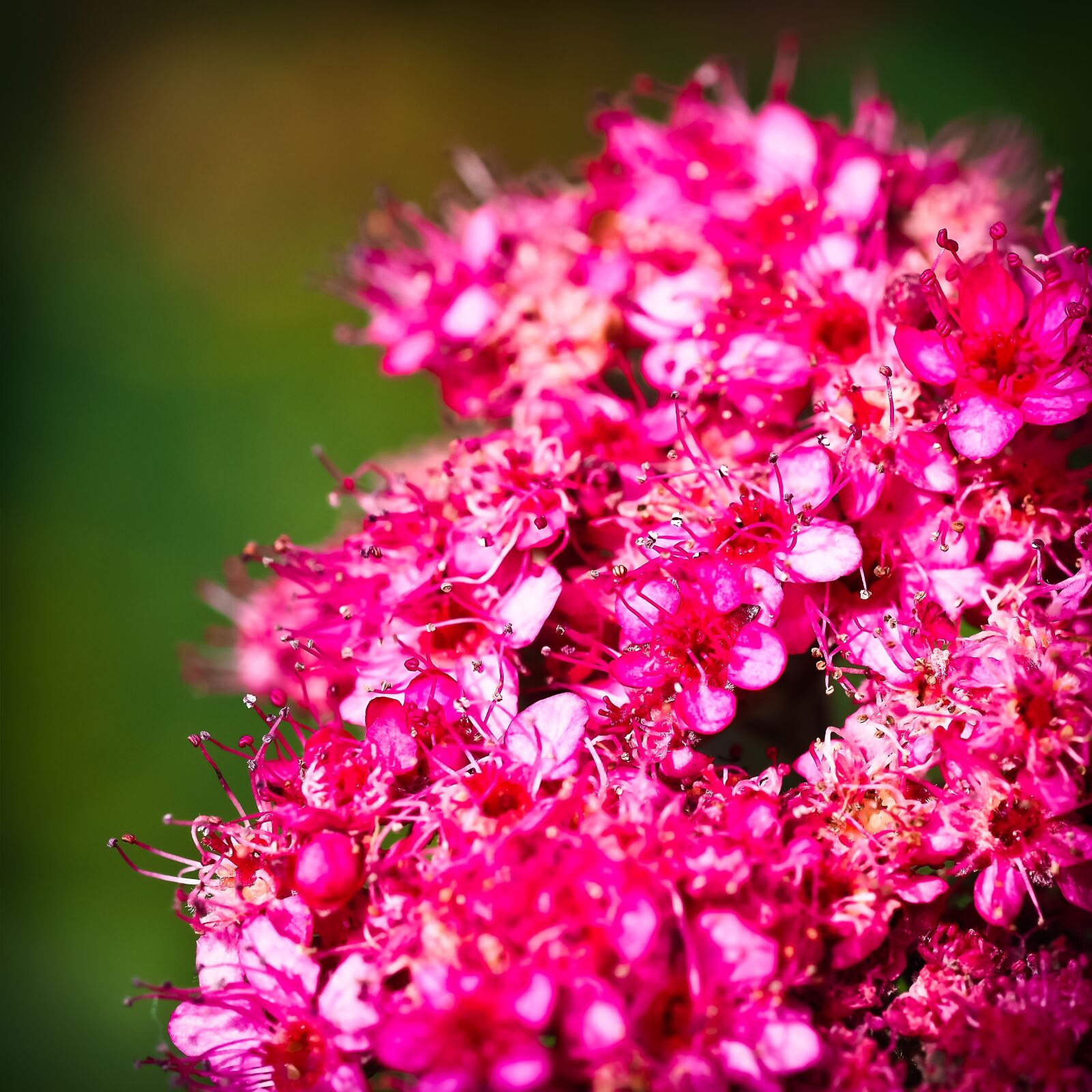 Olympus OM-D E-M10 sample photo. Hyacinth, flower, flowers photography