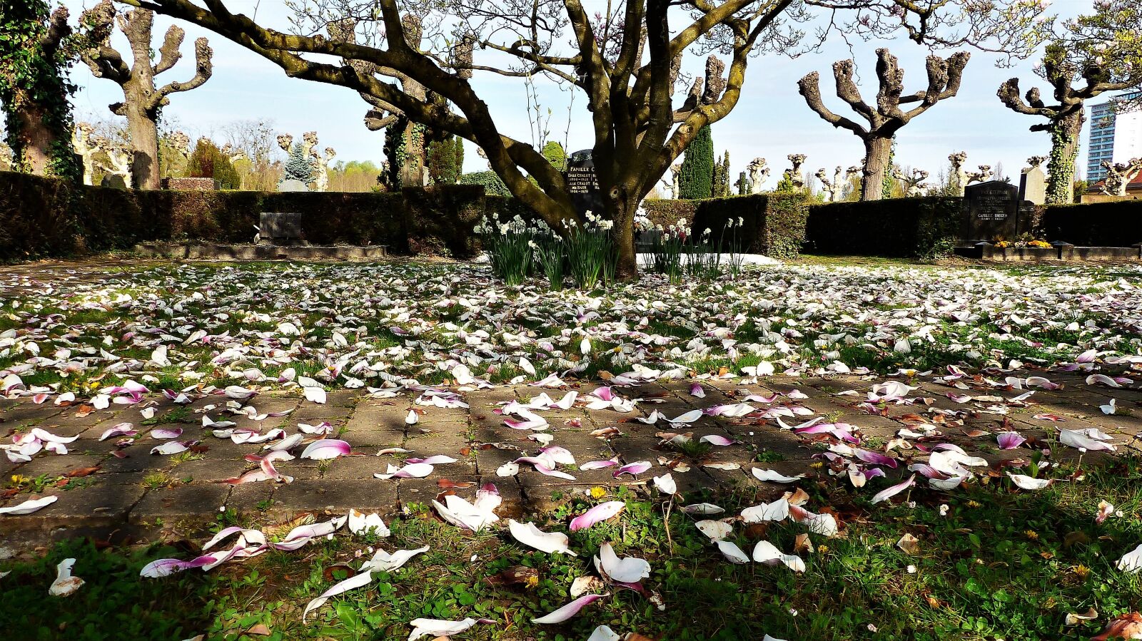 Panasonic Lumix DMC-FZ200 sample photo. Nature, tree, season photography