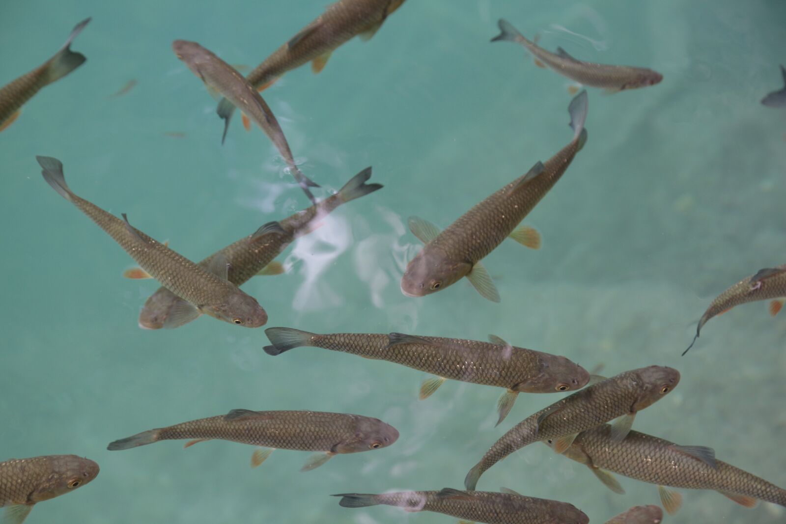 Canon EOS 5D Mark II sample photo. Fish, water, blue photography