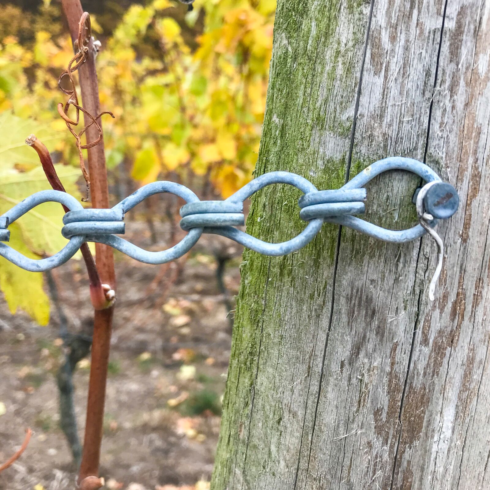 Apple iPhone 7 sample photo. Vineyard, grapevine, winegrowing photography
