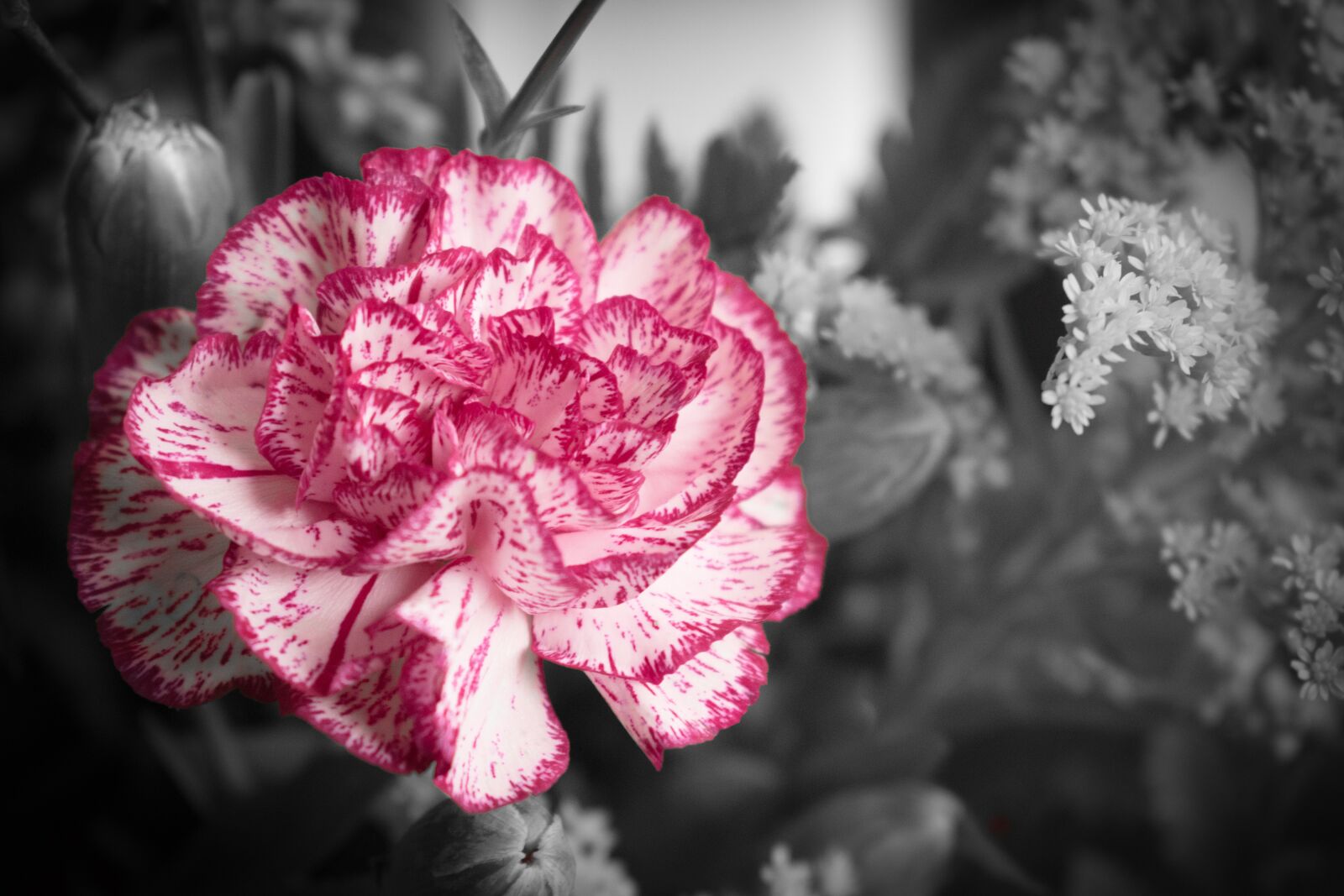 Nikon D5600 sample photo. Flower, nature, plant photography