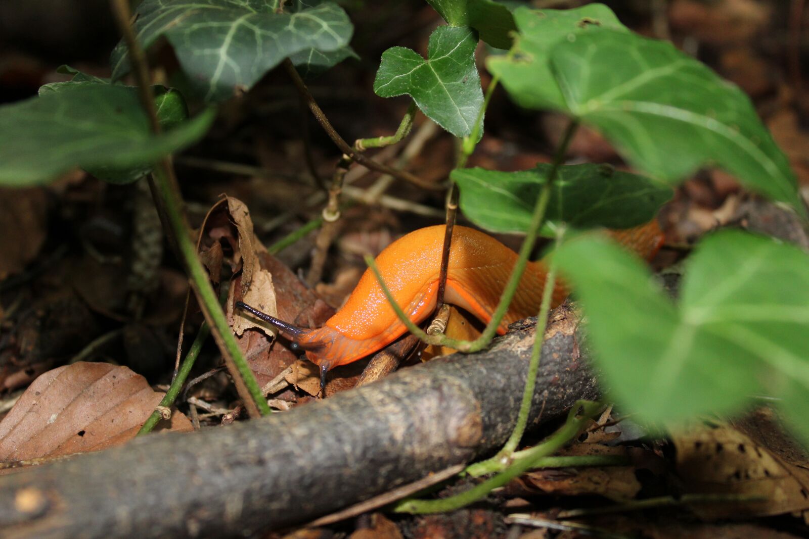 Canon EOS 1300D (EOS Rebel T6 / EOS Kiss X80) sample photo. Snail, nature, forest photography