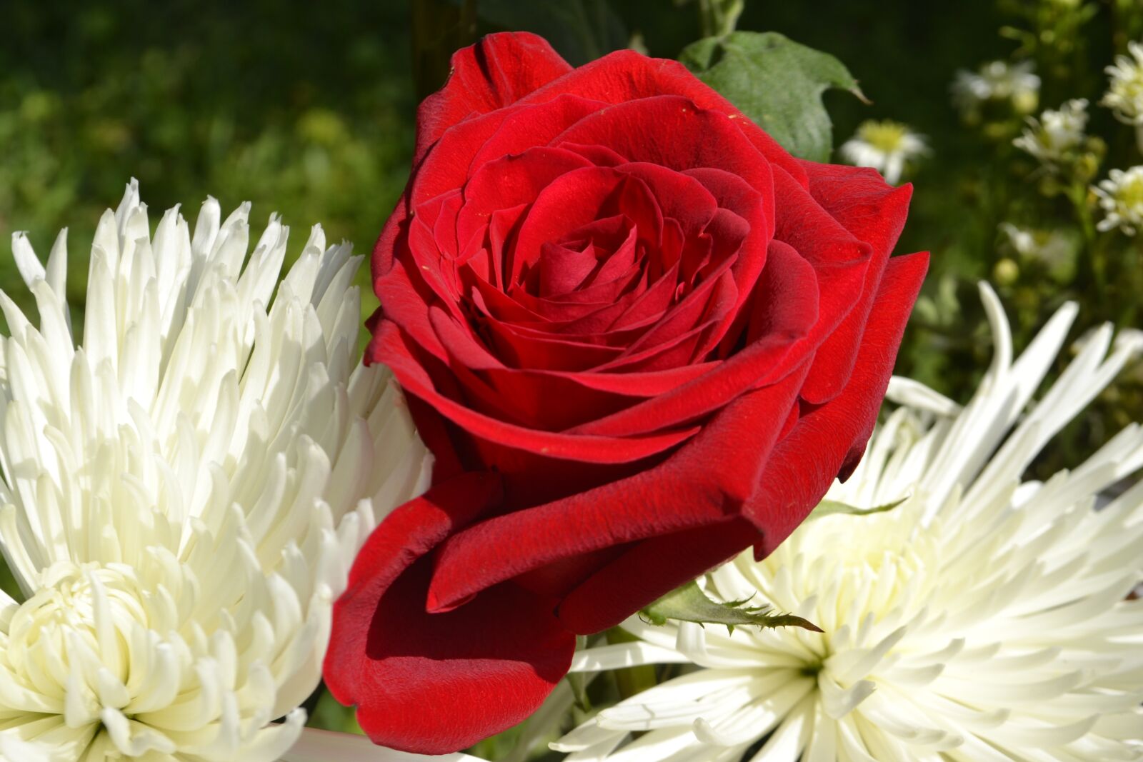 Nikon D3100 sample photo. Flower, nature, flora photography