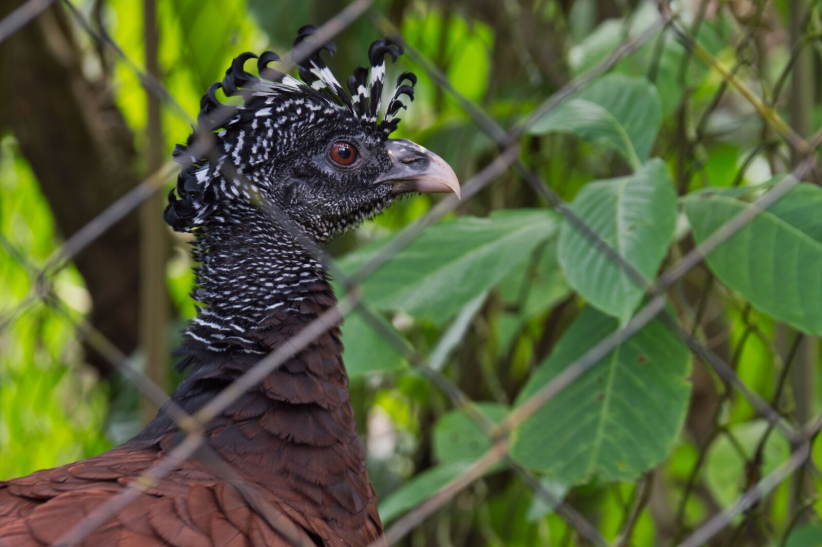 Nikon D3200 sample photo. Ave, costa rica, exotic photography
