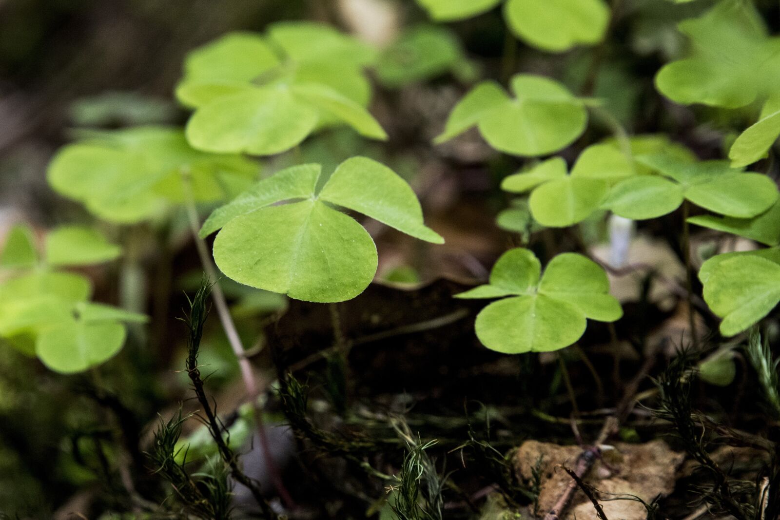 Canon EOS 6D Mark II sample photo. Klee, sorrel, common wood photography