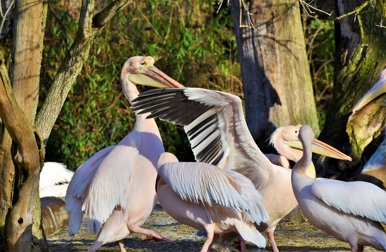 Nikon D7200 sample photo. Pelikan, water bird, pink photography