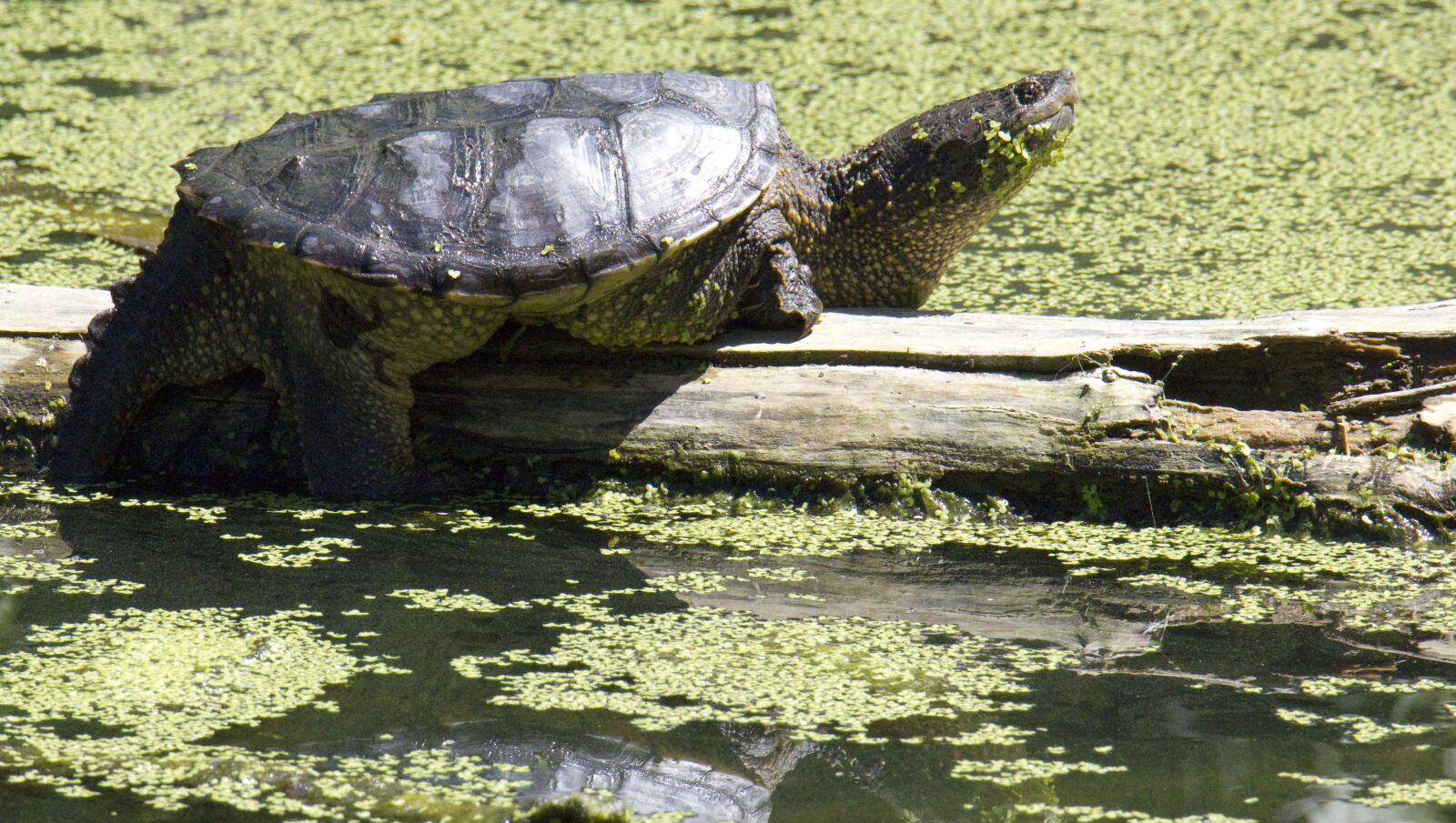 Canon EOS 550D (EOS Rebel T2i / EOS Kiss X4) sample photo. Snapping turtle, turtle, swamp photography