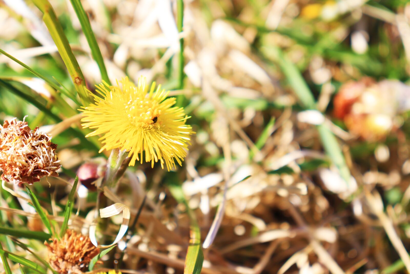 Canon EOS 77D (EOS 9000D / EOS 770D) sample photo. Dandelion, yellow, nature photography