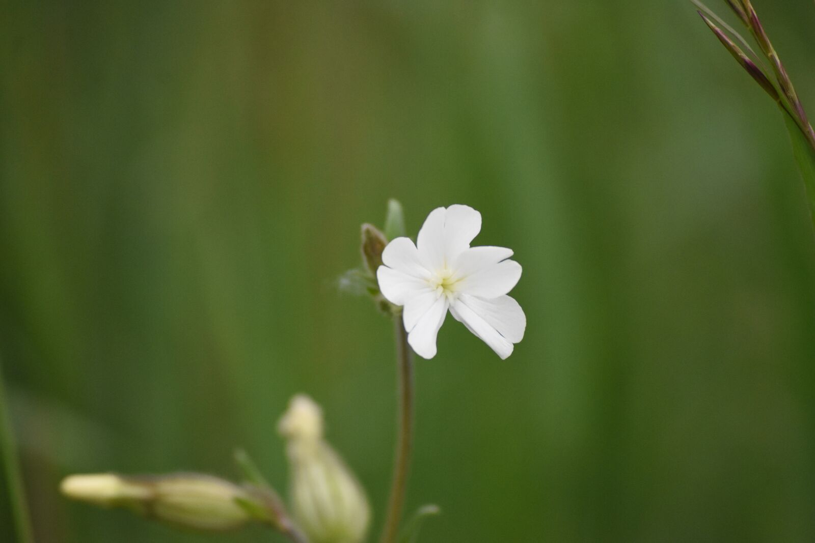 Nikon D3400 sample photo. Flower, nature, spring photography
