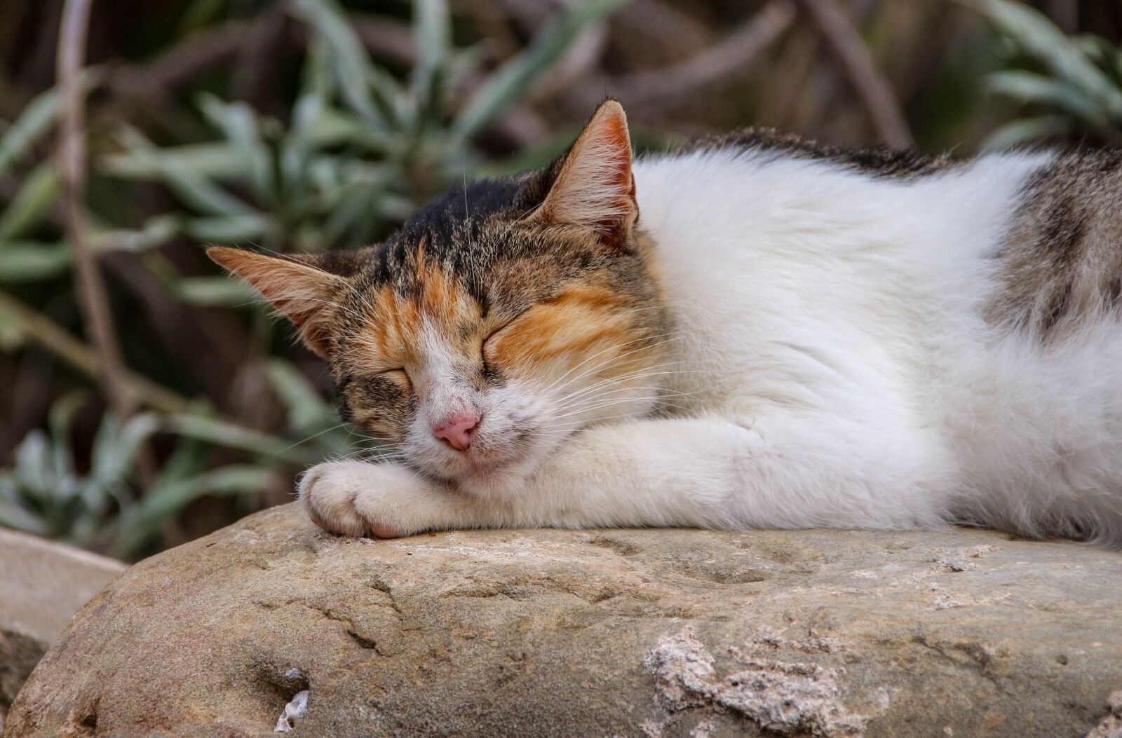 Canon EOS 650D (EOS Rebel T4i / EOS Kiss X6i) sample photo. Cute, animal, rest photography