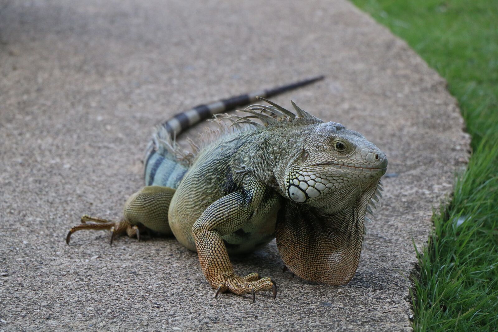 Canon EOS 70D sample photo. Reptile, caribbean, scaled hulk photography