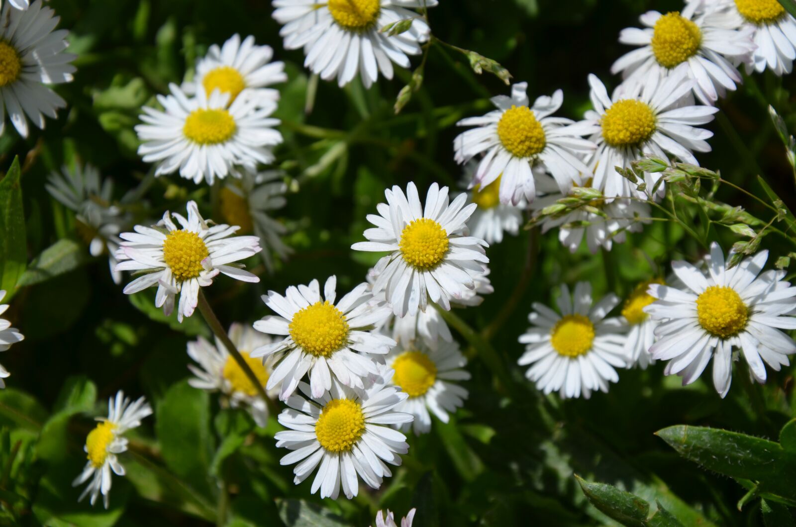Nikon D5100 sample photo. Flower, nature, flora photography