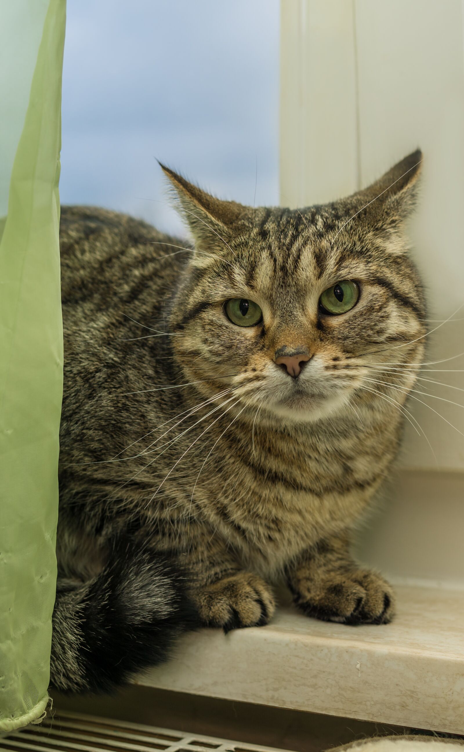 30mm F1.4 DC DN | Contemporary 016 sample photo. Cat, mackerel, sitting photography