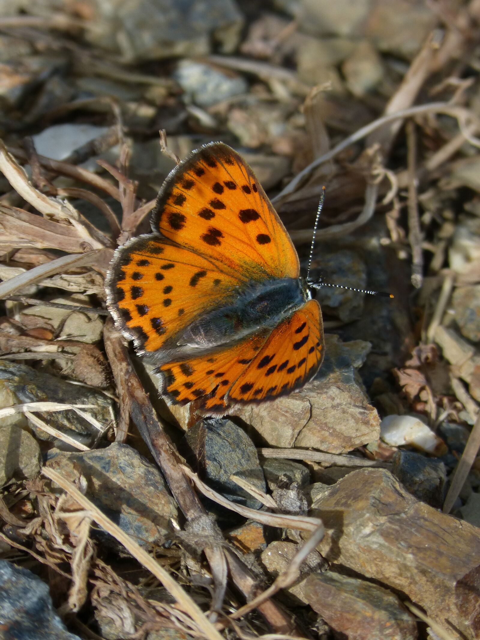 Panasonic DMC-FZ62 sample photo. Butterfly, marsh fritillary, orange photography