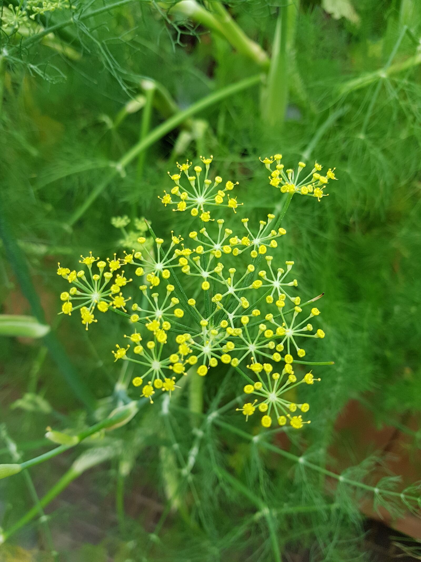 Samsung Galaxy Note Fan Edition sample photo. Dill, herb, spice photography