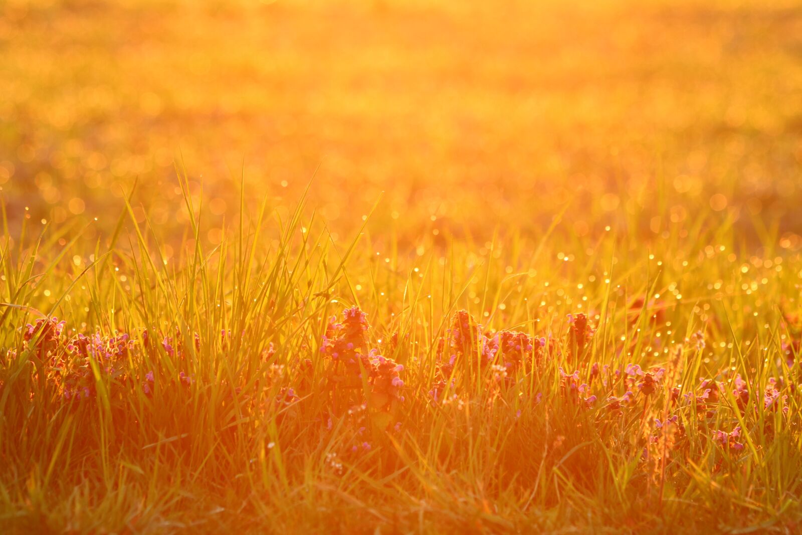 Canon EOS 750D (EOS Rebel T6i / EOS Kiss X8i) sample photo. Dew, in the morning photography
