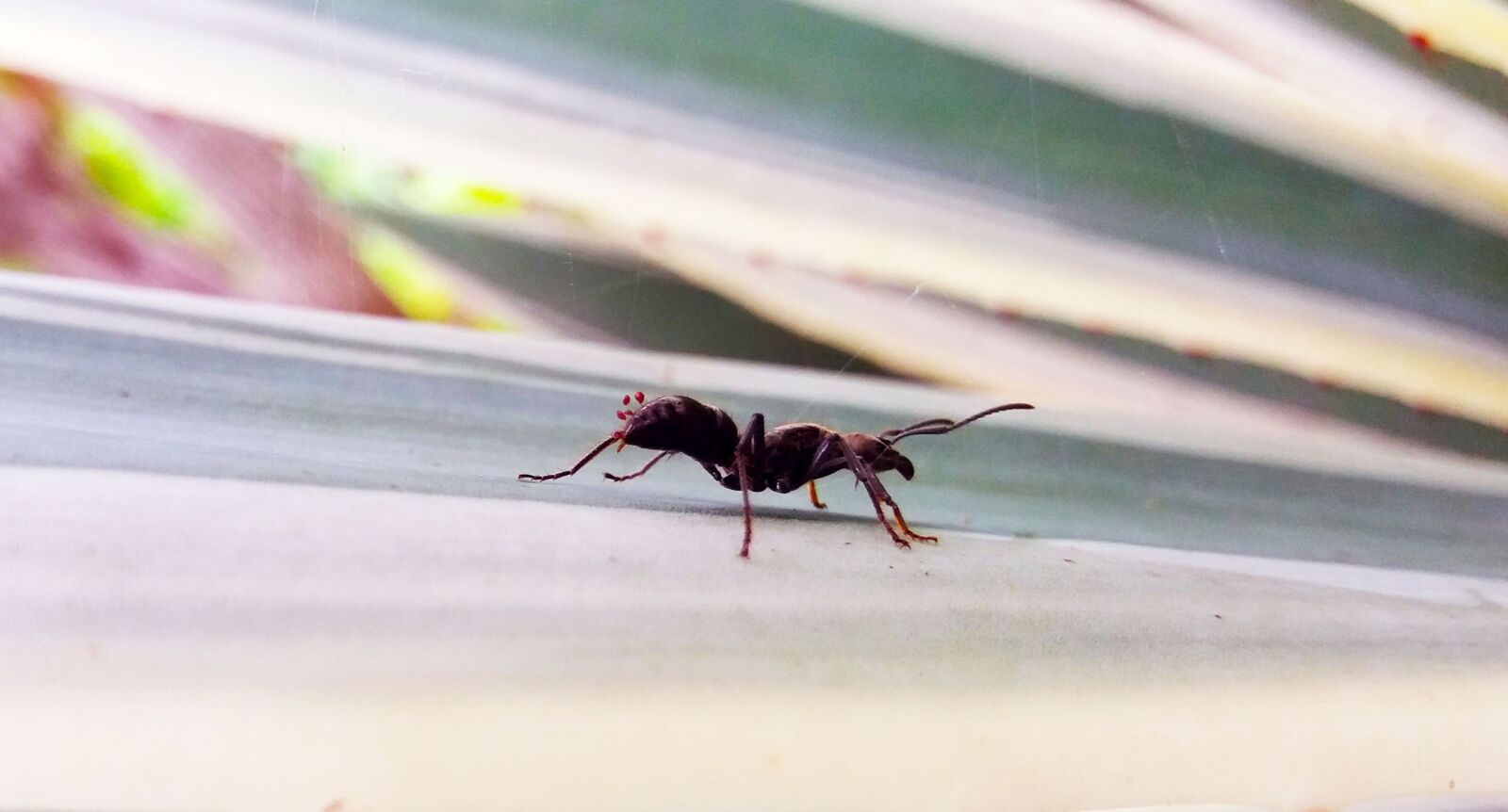 Samsung Galaxy J5 sample photo. Ant walking, insect, white photography