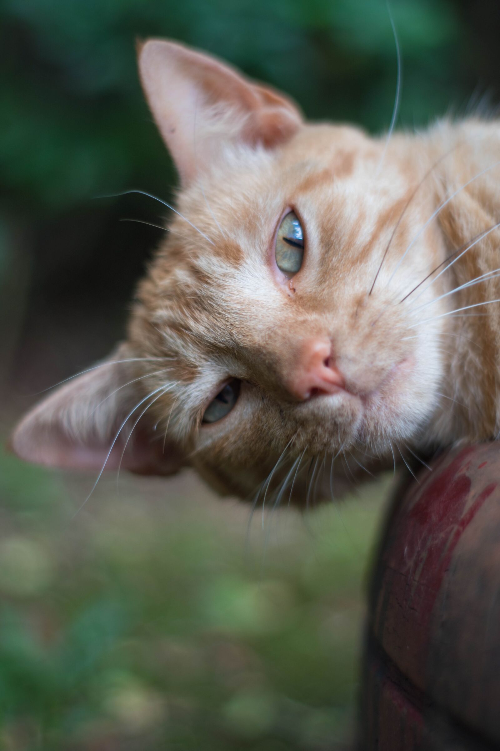 Nikon D5500 sample photo. Cats, look, nat photography