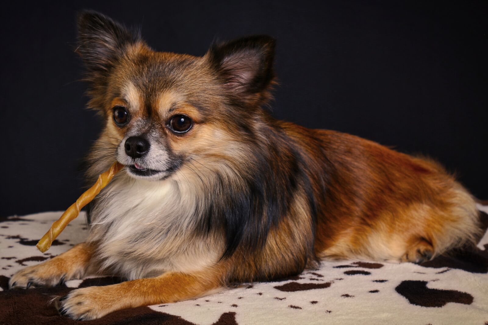 Canon EOS 70D sample photo. Chihuahua, cute, mammal photography