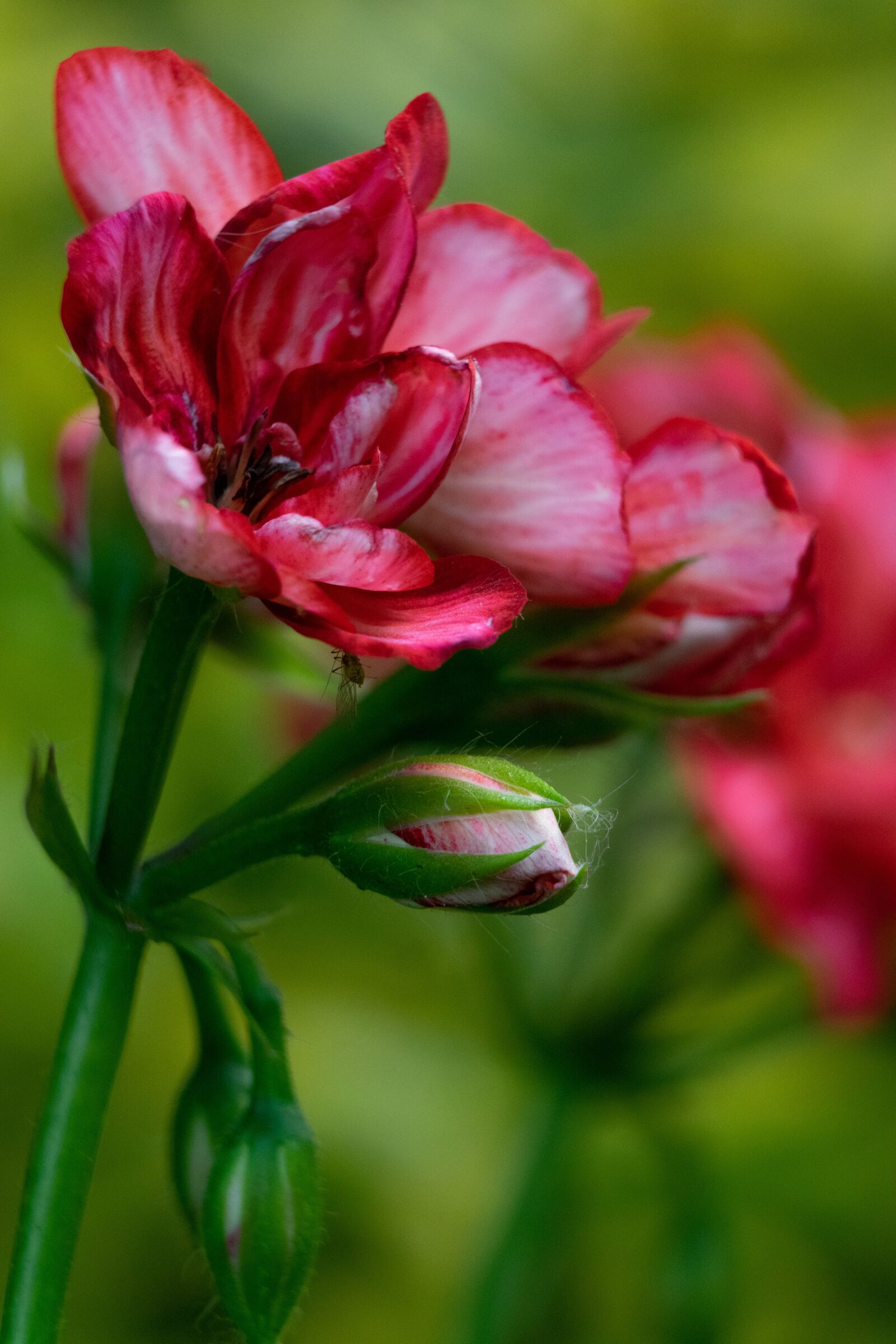 Nikon D3300 sample photo. Flower, nice, nature photography
