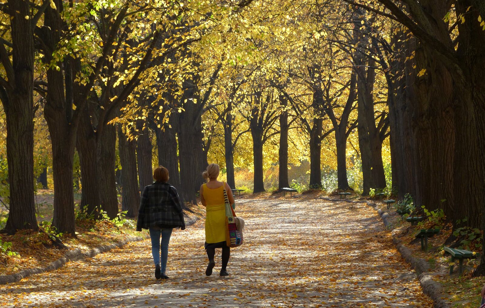 Panasonic Lumix DMC-FZ200 sample photo. Autumn, golden autumn, colorful photography