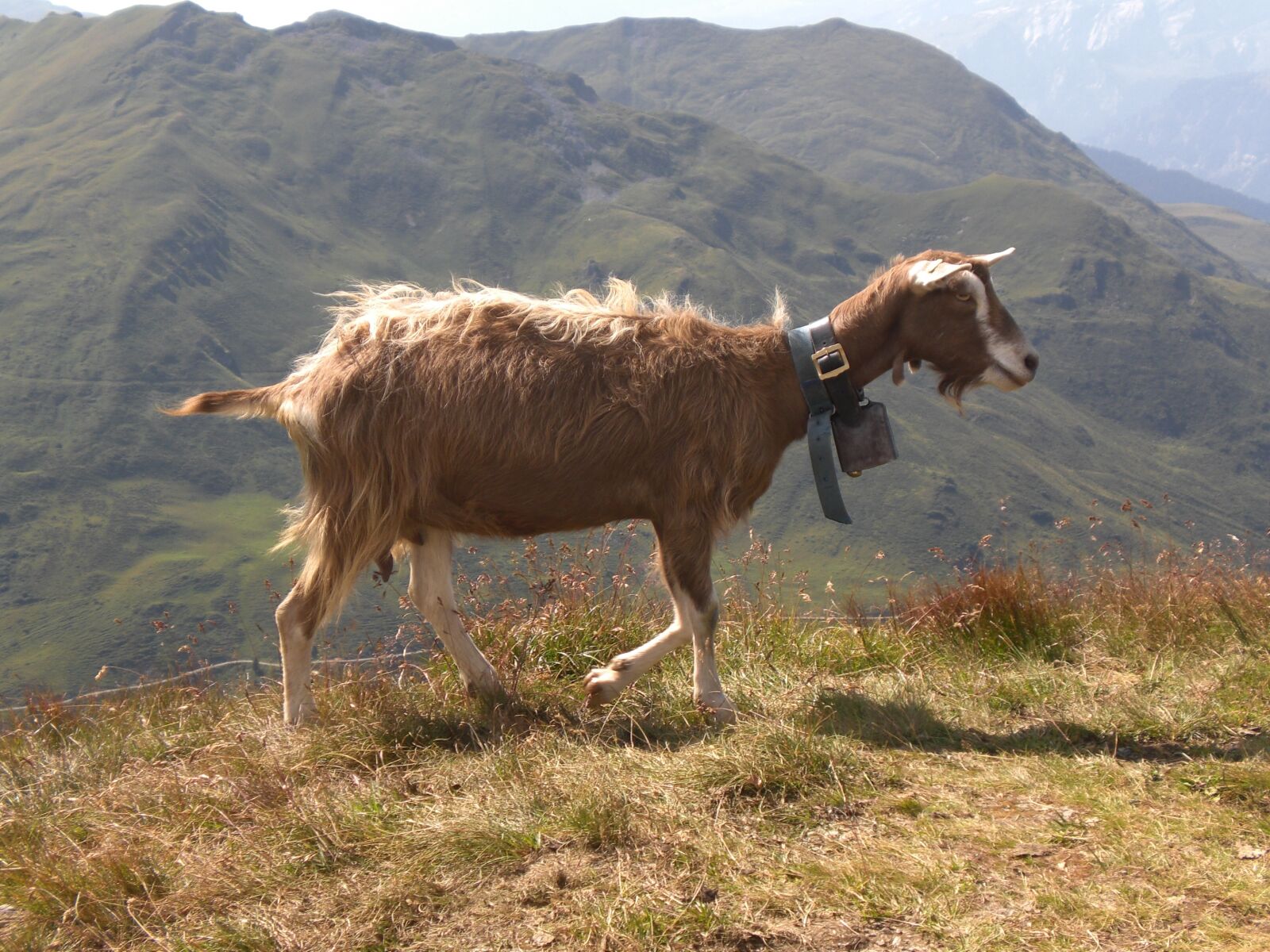 CASIO EX-Z77 sample photo. Nature, goat, animal photography