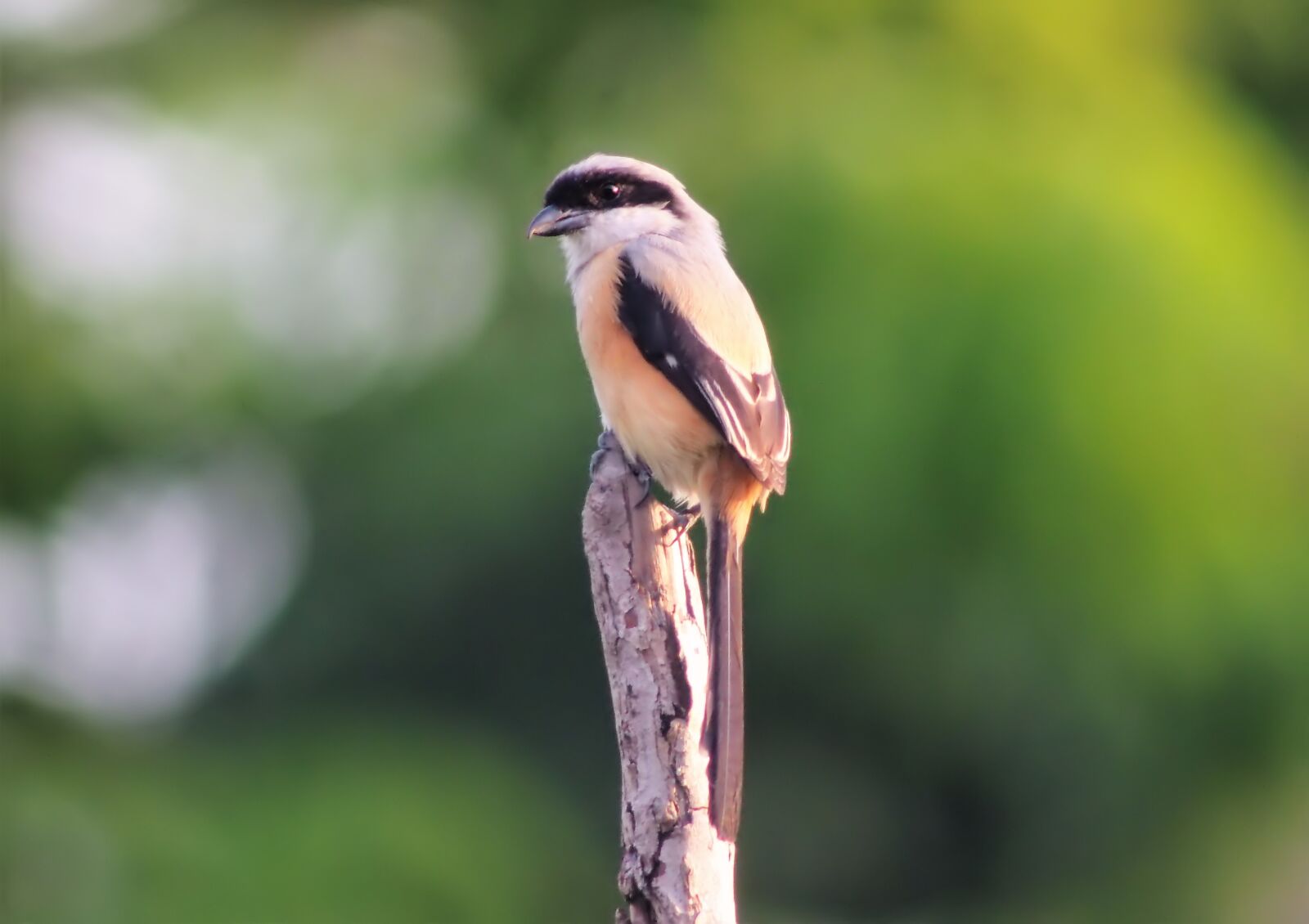 Olympus OM-D E-M1 sample photo. Long, tail, shrike photography
