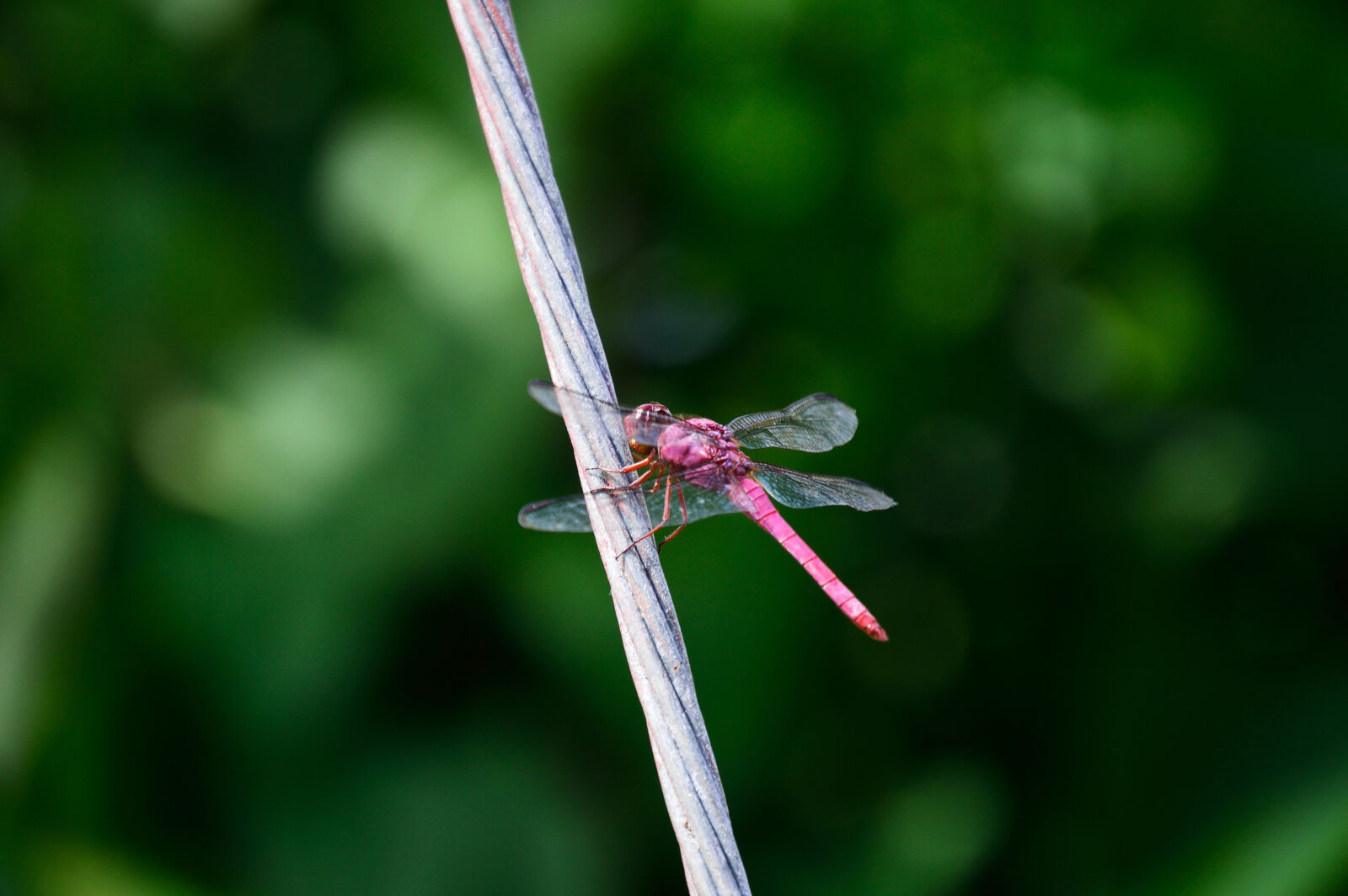 Nikon D3200 sample photo. Animal, animal, photography, blur photography