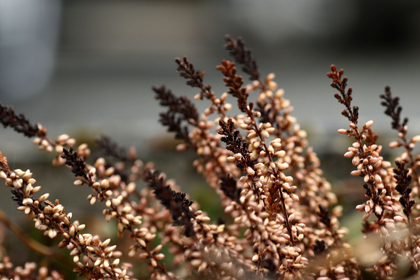 Canon EOS 7D Mark II + Canon EF 135mm F2L USM sample photo. Outdoors, nature, heather photography