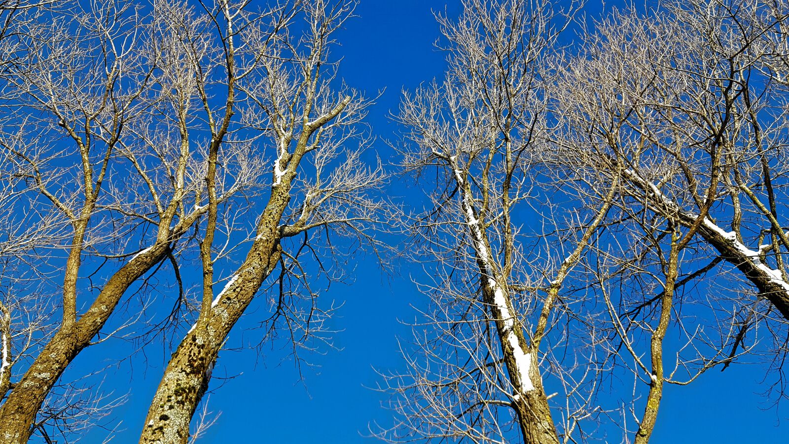 Samsung Galaxy S7 sample photo. Trees, tree trunks, winter photography