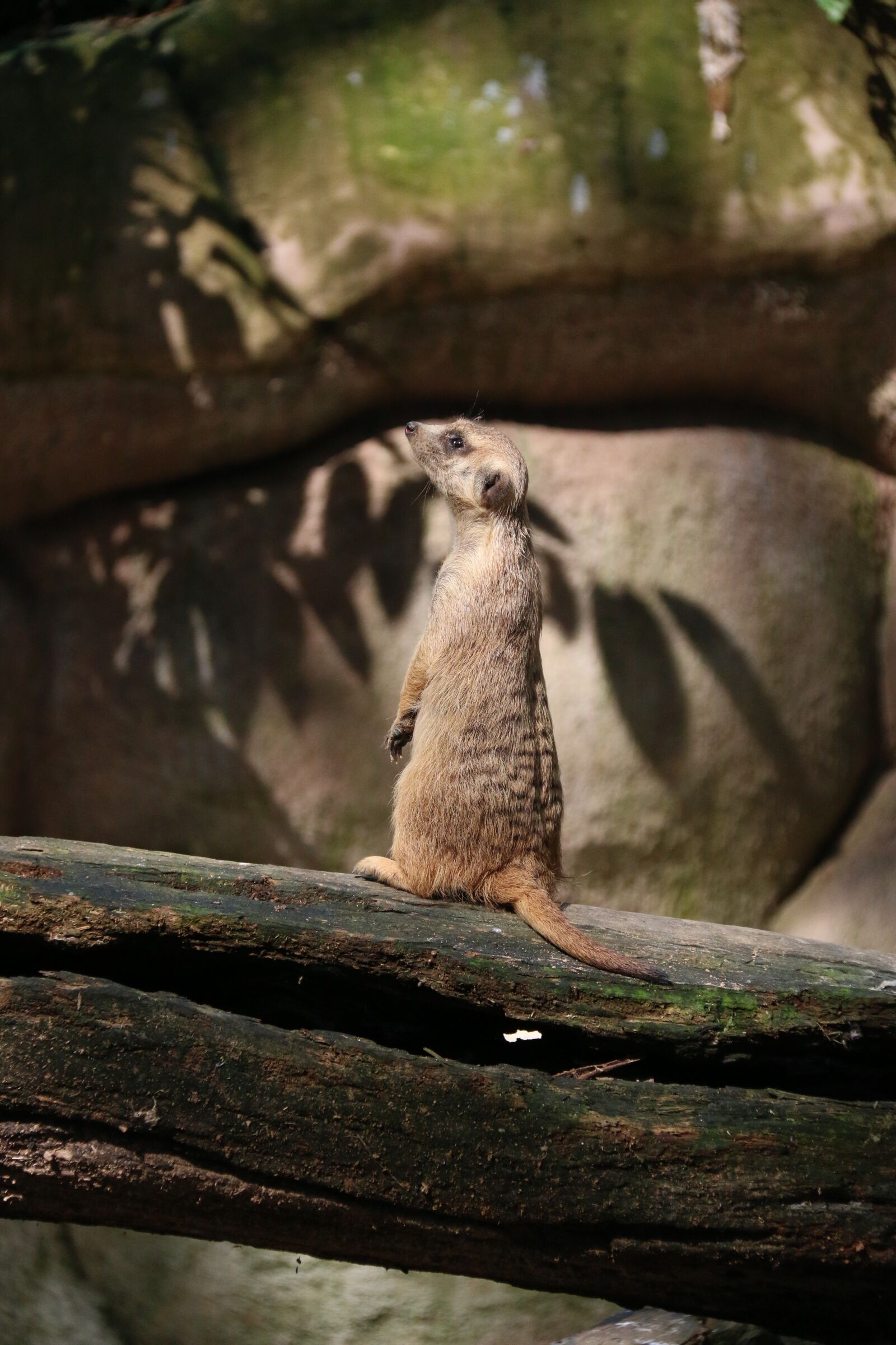 Canon EF-S 18-200mm F3.5-5.6 IS sample photo. Meerkat, animal, mammal photography