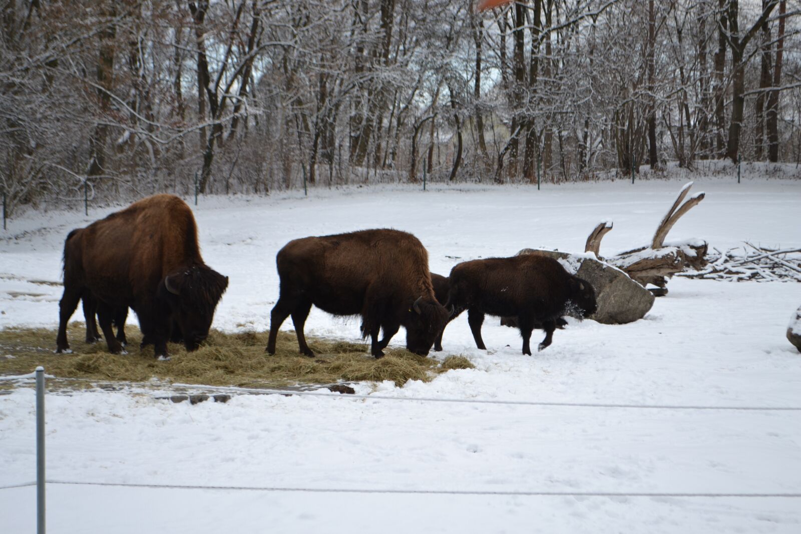 Nikon D3100 sample photo. Zoo, winter, snow photography