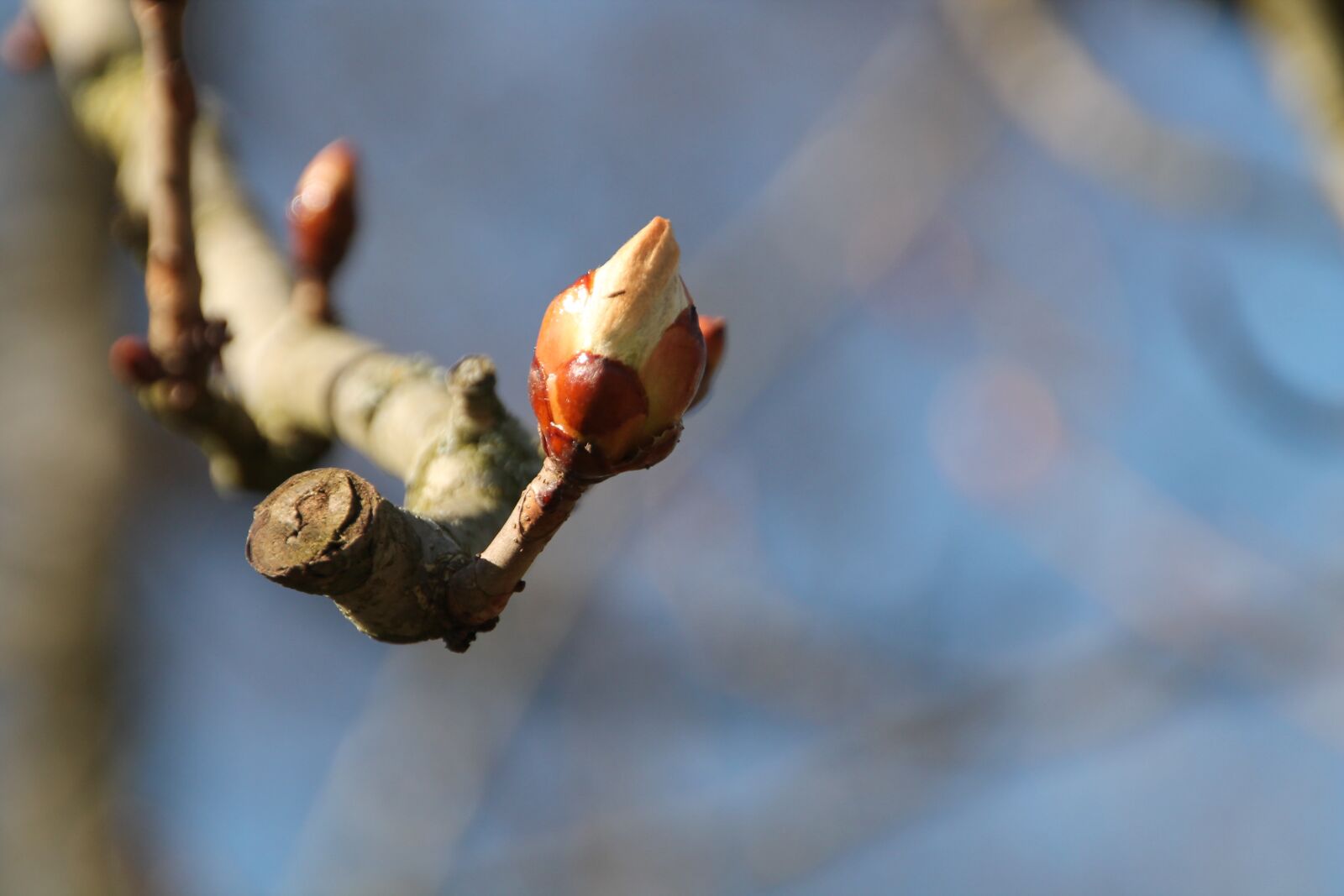 Canon EOS 1100D (EOS Rebel T3 / EOS Kiss X50) sample photo. Bud, spring, chestnut photography