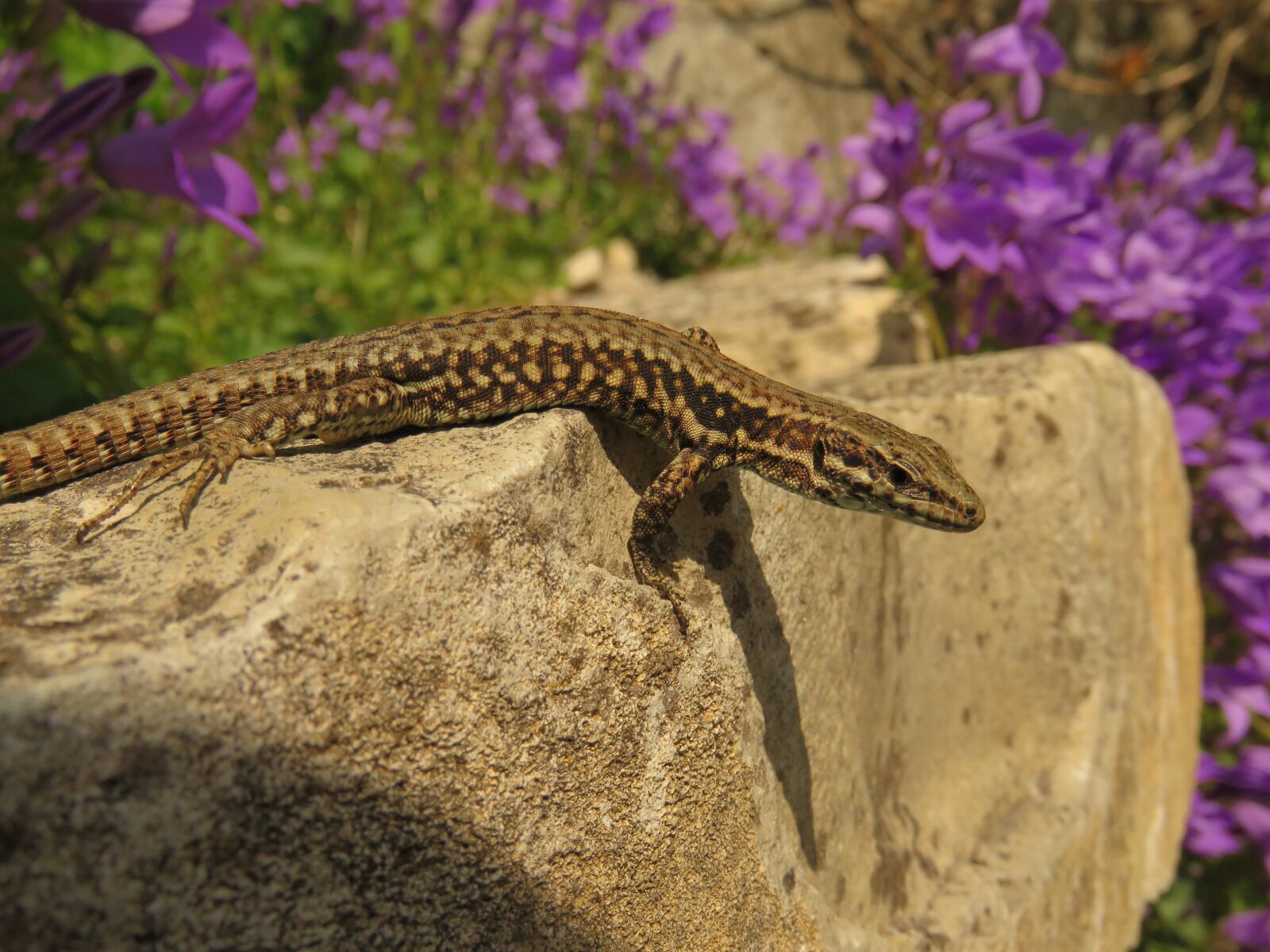 Canon PowerShot SX60 HS sample photo. Animals, reptiles, lizard photography