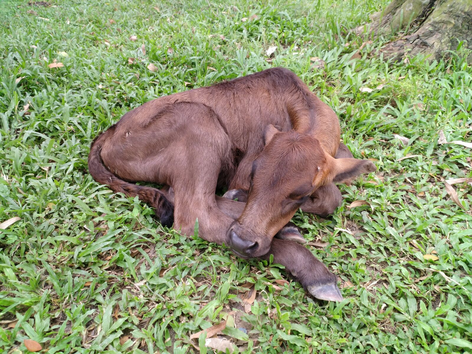 Xiaomi MI 5s Plus sample photo. Calf, cute calf, sleeping photography