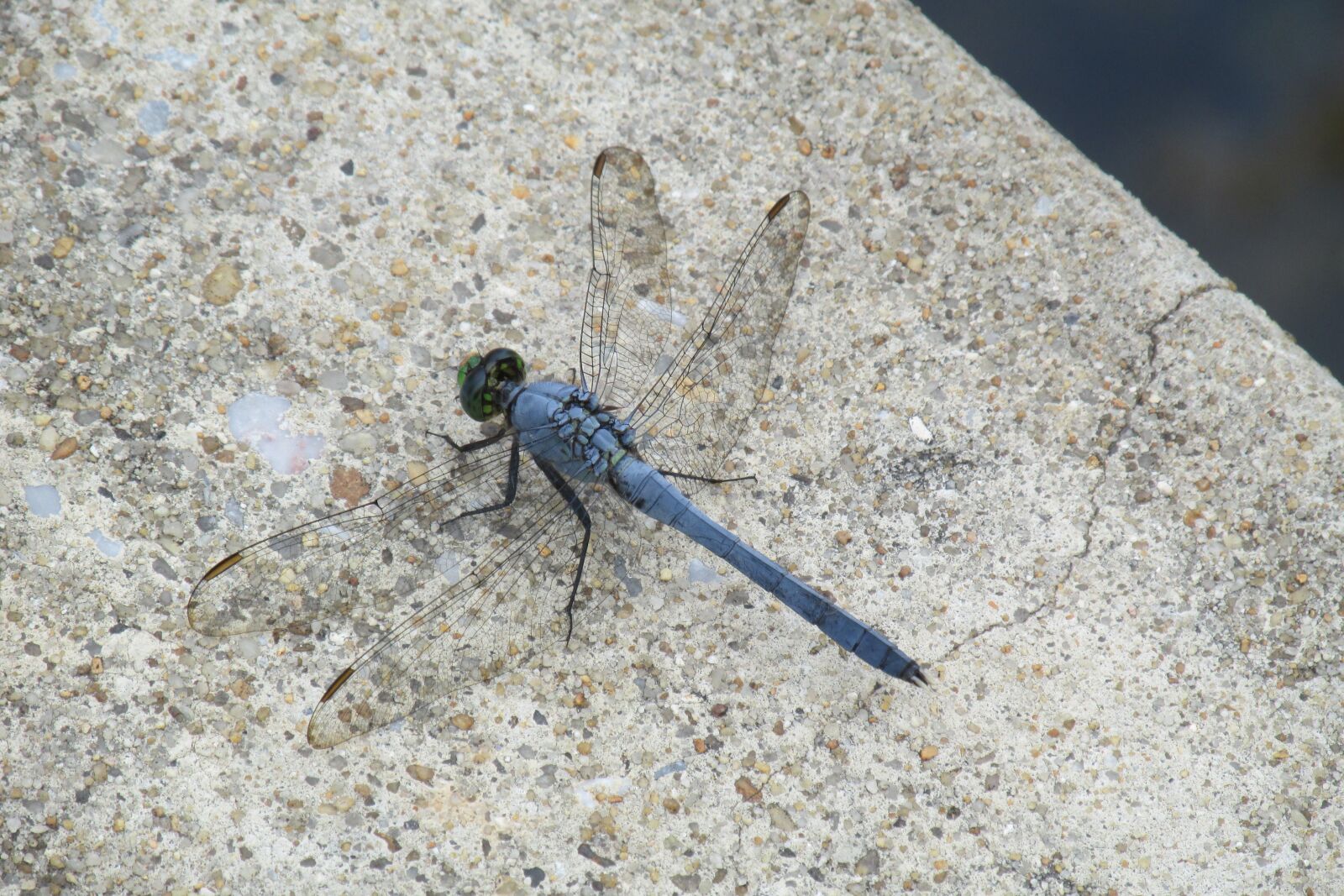 Canon PowerShot SX160 IS sample photo. Blue, dragonfly, insect photography