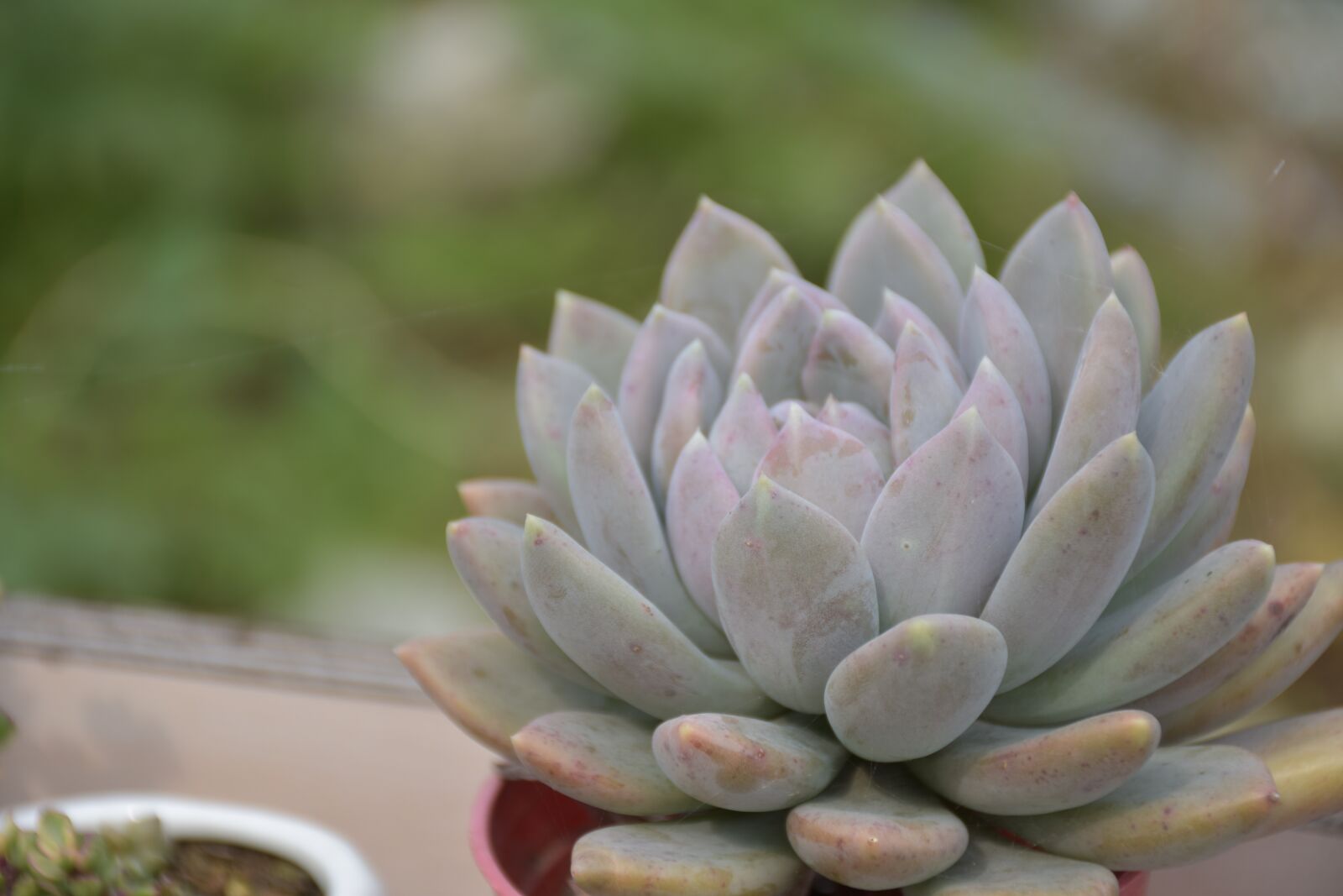 Nikon D3400 sample photo. Succulent plants, the fleshy photography