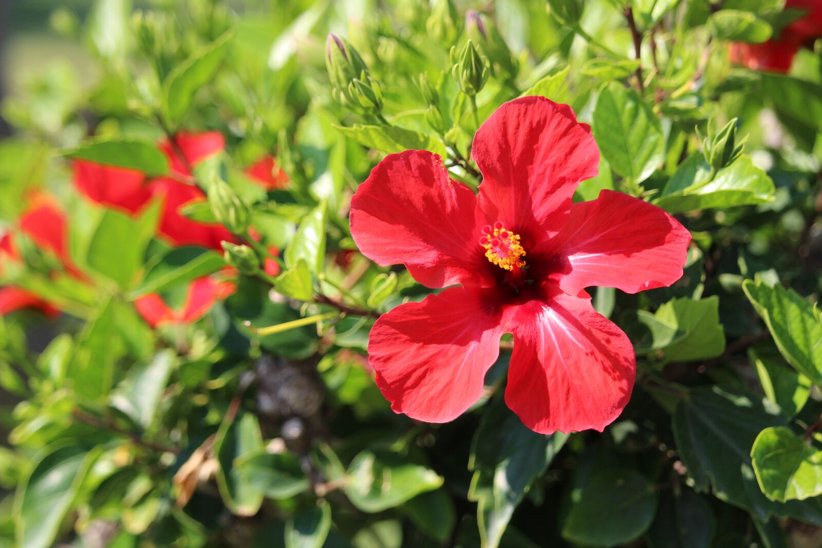 Canon EOS 700D (EOS Rebel T5i / EOS Kiss X7i) sample photo. Flower, hibiscus, blossom photography
