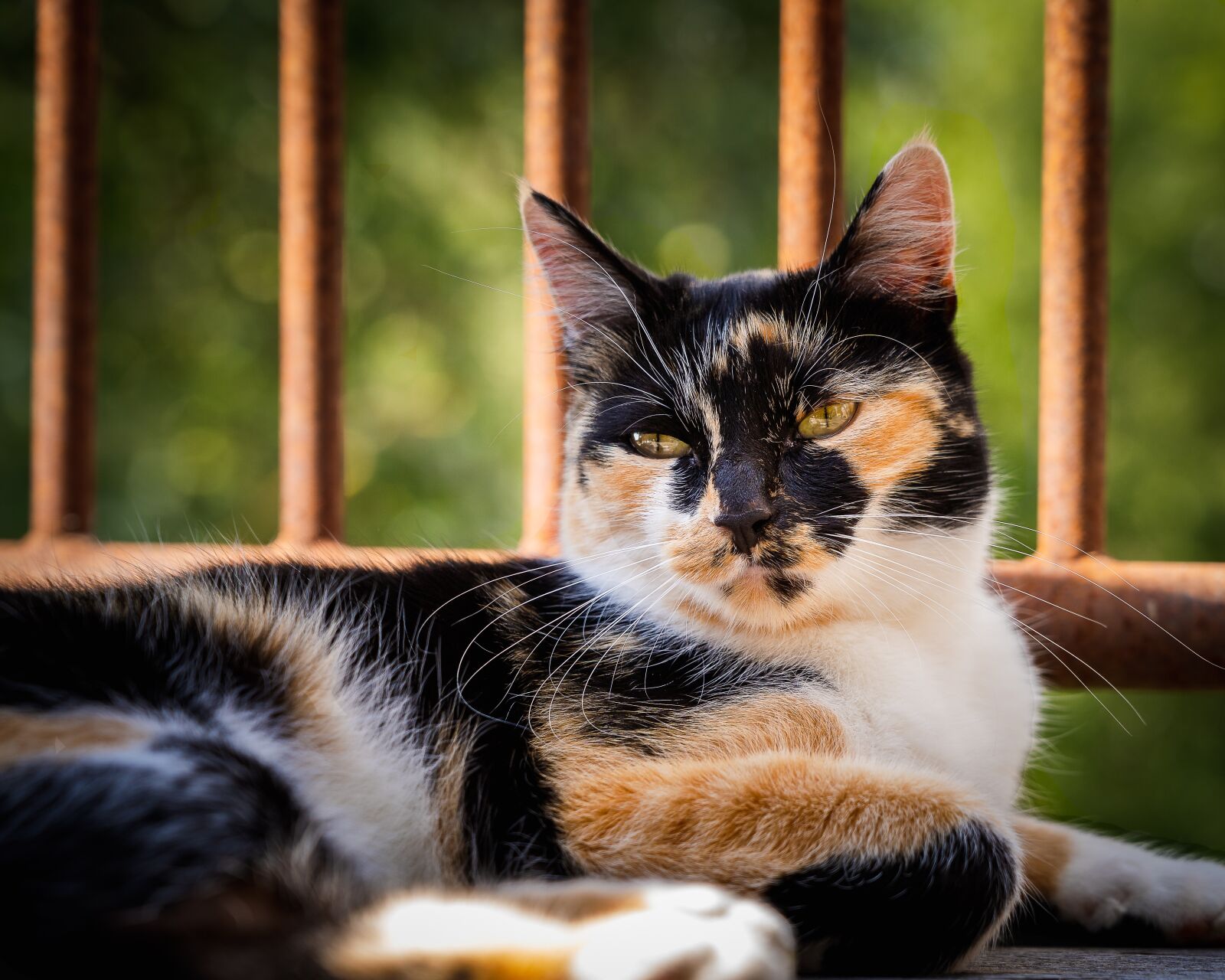 Sony a7 III + Sony FE 24-105mm F4 G OSS sample photo. Cat, calico cat, animal photography