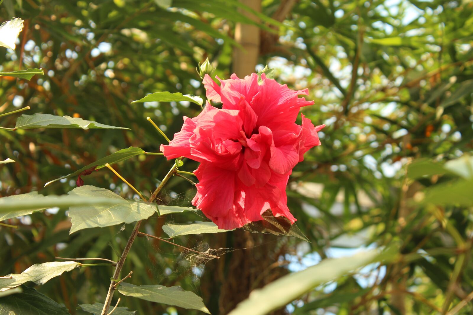 Canon EOS 600D (Rebel EOS T3i / EOS Kiss X5) sample photo. Red, blossom, bloom photography