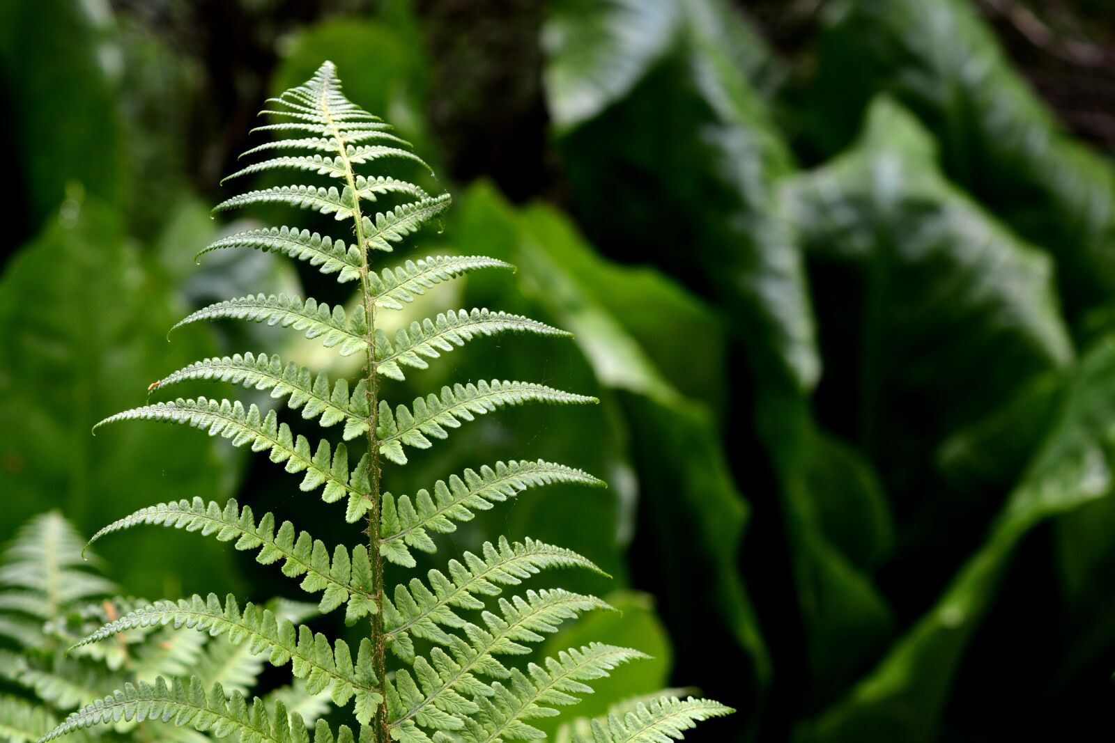 Nikon D7100 sample photo. Fern, plant, nature photography