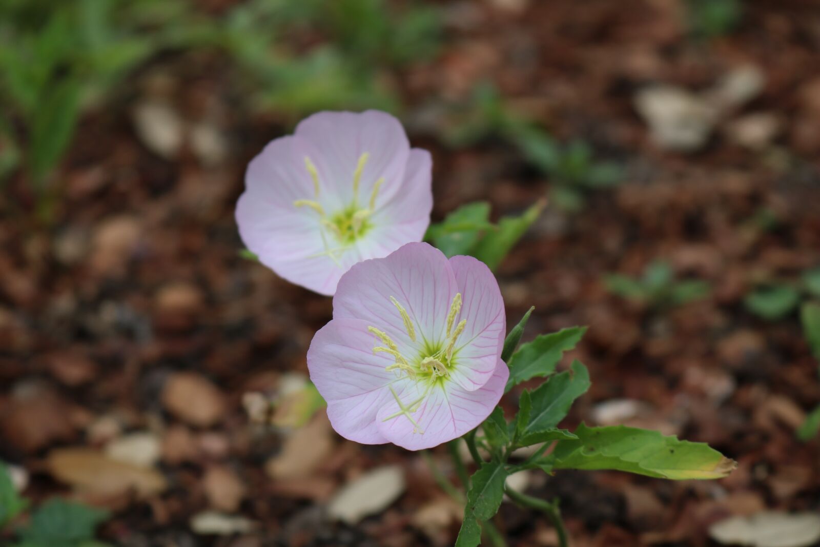 Canon EOS 750D (EOS Rebel T6i / EOS Kiss X8i) sample photo. Flowers, pink, bloom photography