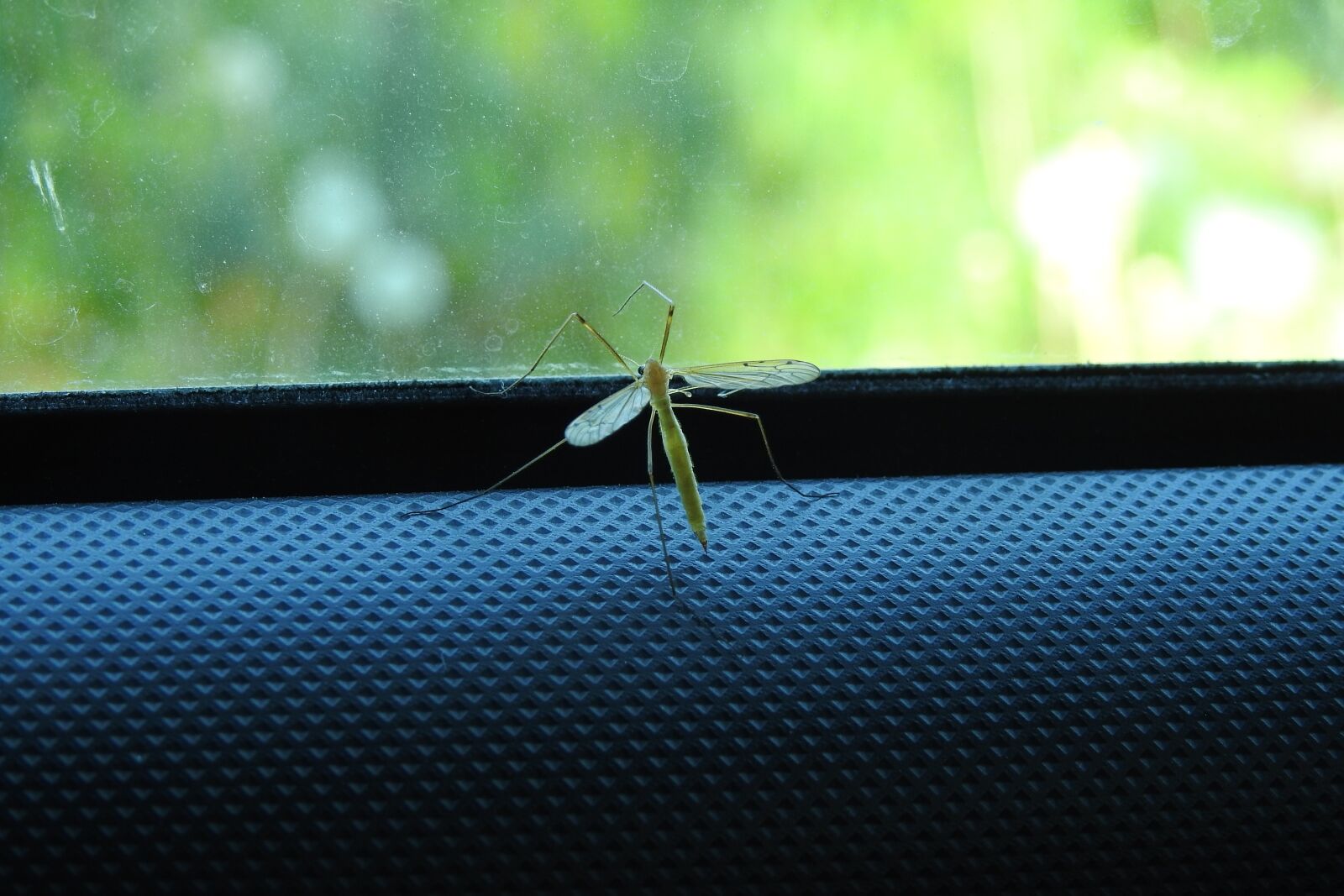 Nikon Coolpix P900 sample photo. Komar, insect, nature photography