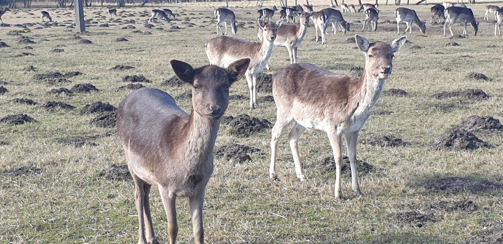 Samsung Galaxy S9 sample photo. Animals, deer, cervidae photography