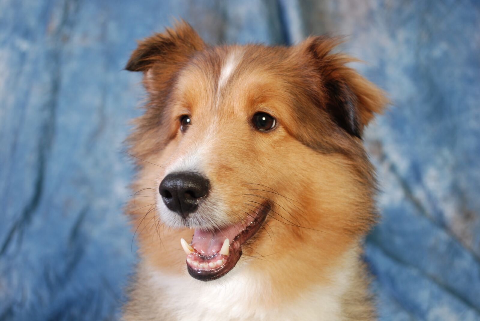 Nikon D60 sample photo. Dog, collie, cute photography