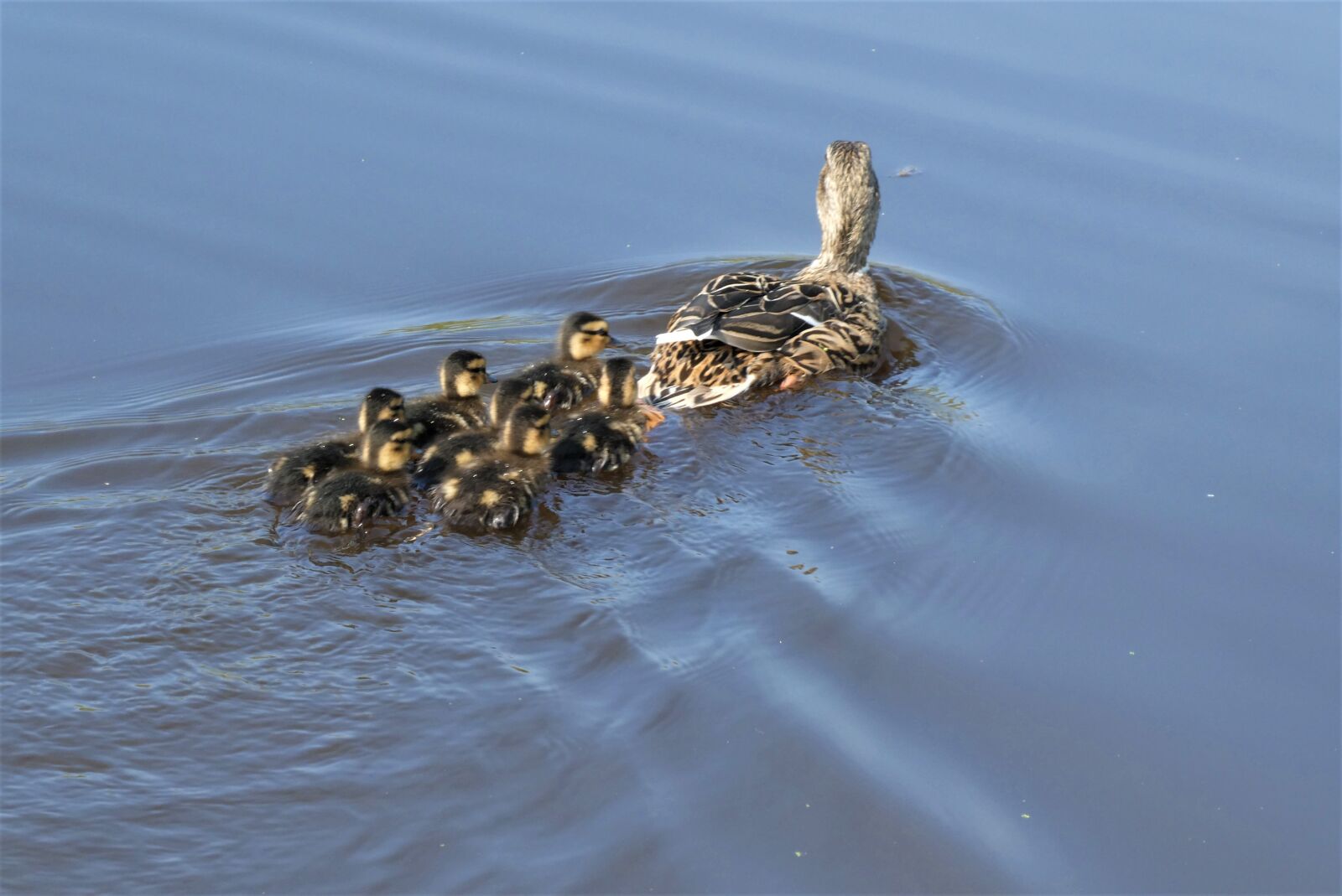 Panasonic Lumix DC-ZS70 (Lumix DC-TZ90) sample photo. Ducklings, chicks, cute photography
