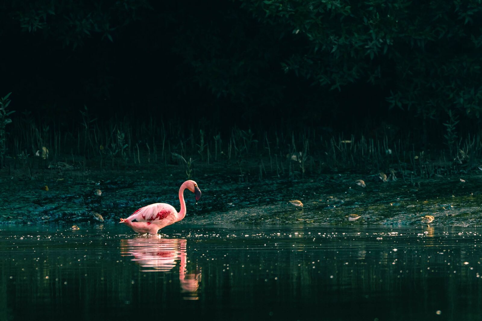 Canon EOS 6D sample photo. Water, nature, bird photography