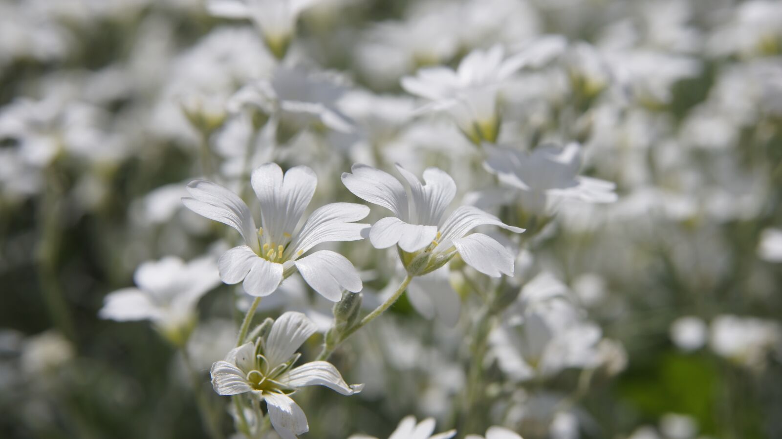 Sony SLT-A55 (SLT-A55V) sample photo. Cerastium tomentosum, white, white photography